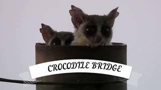 KRUGER NATIONAL PARK: CROCODILE BRIDGE REST CAMP: Self-drive Safari. Accommodation? Wildlife? Birds?