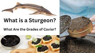 What is a Sturgeon? What Are the Grades of Caviar?