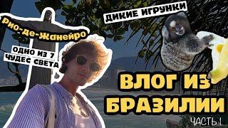 3. Опасный ли Рио-де-Жанейро? Дикие животные! Осторожность и комендантский час! Волны, как цунами!