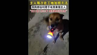 这世界不能没有小狗#狗狗 #狗狗的心思都写在脸上了 #治愈系 #中华田园犬 #狗狗故事 （视频素材源自于@搬砖大队（旺总））