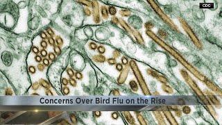 Bird flu identified in chicken flock in Burnett County