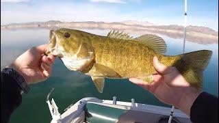 Fishing Lake Mead For Smallmouth Bass; Untold Story