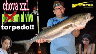 ‼️chova XxL Surfcasting picadon brutal al vivo  torpedooooooooooo‼️