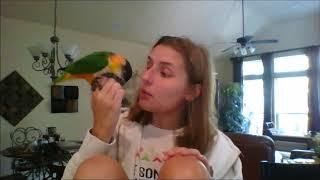 The Realities and Misconceptions of Owning a Parrot