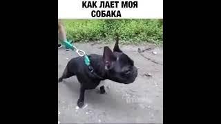 СОБАКА ЛАЕТ КАК СТИЧ | ПРИКОЛЫ ДО СЛЕЗ 2020 | приколы 2020 | SHORT | FUNNY PETS 2020 | Superzzz