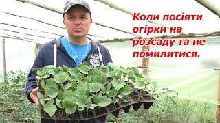 Коли посіяти огірки на розсаду. Два способи вирощування розсади огірків.