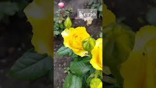 Троянда Керіо / Kerio rose /