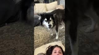 my husky always sense when I’m sick  #husky #funnydogs