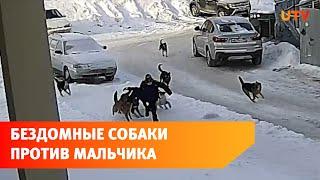 В центре Уфы 10 собак накинулись на мальчика