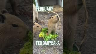 [Часть 1] Какая ты капибара по месяцу рождения | капибара гороскоп capybara #capybara #капибара