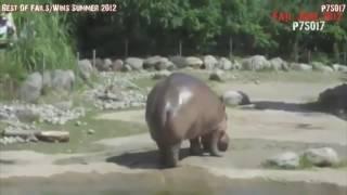 Как срет бегемот