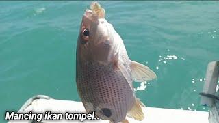 Mancing Di Siang Bolong.!! Mancing Dasaran Umpan Udang | Catching Fish on the reef