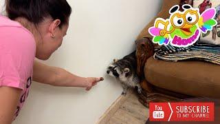 Raccoon Marcel was very happy about Karina's arrival. Енот Марсель был очень рад прибытию Карины.