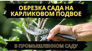 Обрезка яблони на карликовом подвое в промышленном саду