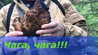 Чага берёзовая? Конечно берём!/Chaga birch? Of course take!