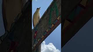 Pájaro asoleado!