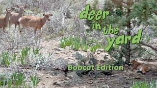 Deer puzzled by a visiting Bobcat