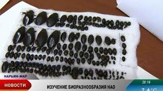 Ученые Института проблем экологии и эволюции им. Северцова изучили биоразнообразие НАО
