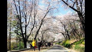 8 Kota Terindah di Korea Selatan yang wajib dikunjungi. Tempat wisata di seoul korea selatan