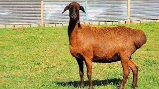 Elite sheep are not for sale. Just enjoy the beauty of these sheep