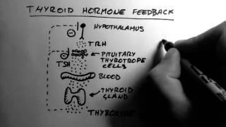 Thyroid Hormone 2 - Feedback