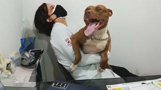 When Your Dog Is A Pro At Vet Visits   Funniest Dog Reaction