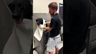 Black Shepherd #shorts #shortvideo #puppy #germanshepherd #shepherdgrooming #dogwash dogw