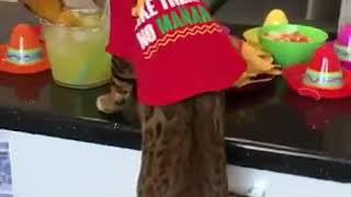 My mexican drinking Cat margarita