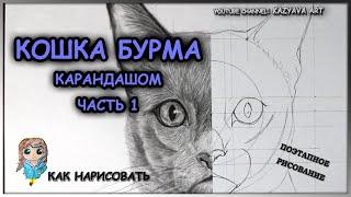 Как нарисовать кошку породы Бурма карандашом. Часть 1. Построение поэтапное