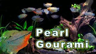 All You Need to Know About The Ultimate Gourami! Pearl Gourami Care and Breeding