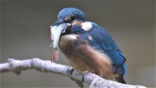 Young kingfisher gets a huge fish / Junger Eisvogel bekommt einen riesigen Fisch