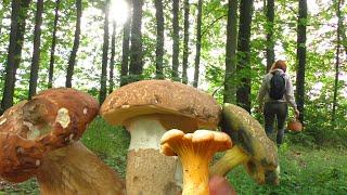 Дубові БІЛІ ГРИБИ (Boletus reticulatus ), двійник Білих грибів та перші Лисички 2023