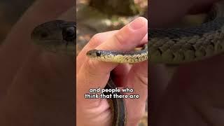 How to tell if a #snake is #venomous? 