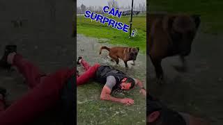 Malinois best friend?