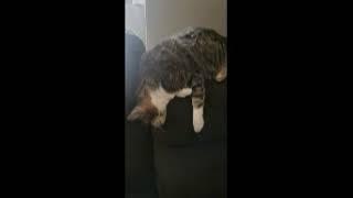 Cat slump over sleeping. Looking like she dead.