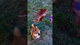 #shibainu #autumn #pets #pappy #shiba #funnypets #SofiVige