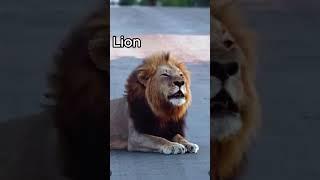 Top 7 Big cats Sound | Lion | Tiger | Cheetah | Snow Leopard | Leopard | Jaguar | Cougar | Roar |