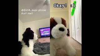 @WagginTheseTailz !! #essa #stuffedanimals