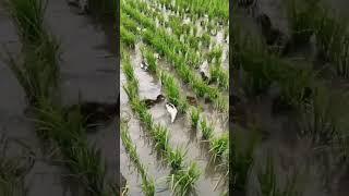 Ecological planting base... Raising ducks in rice paddies saves grain and labor.