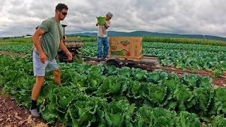 Harvesting A New Field Of Cabbage