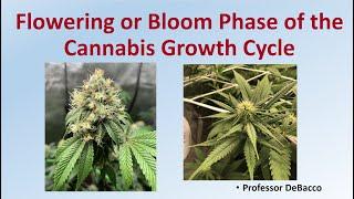 Flowering or Bloom Phase of the Cannabis Growth Cycle