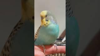 Trying to film a talking Budgie  #budgies #talkingbirds