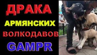 Атака Армянского Волкодава Гампр))) (Gampr) Афина и Ахиллес