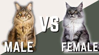 Male Maine Coon Cat VS Female Maine Coon Cat