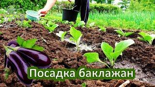  Planting eggplants in open ground with seedlings