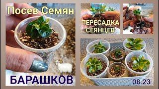 Семена Барашков, Посевы, пересадка Сеянцев.. От Ирочки из Греции!