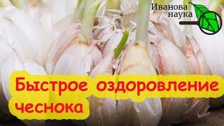 ОЗДОРОВЛЕНИЕ ЧЕСНОКА: урожай сразу в 3 раза больше! Озимый чеснок 2024.