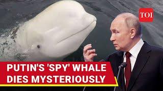 Russian ‘Spy’ Named After Putin Killed Off Norway’s Coast? Hvaldimir Beluga Whale Found Dead