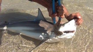 PINS Black Tip Shark Fishing, Loose Some, Land Some, A Peaceful Day