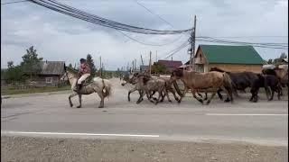 Завораживающее зрелище лошадей в Якутии